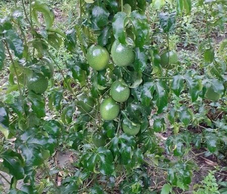 O que vem da nossa terra - Itapoa - Carla e Denilson - Arquivo Pessoal 07