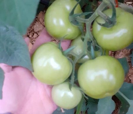 O que vem da nossa terra - Itapoa - Sueli Sampaio Firmino - Arquivo Pessoal 07