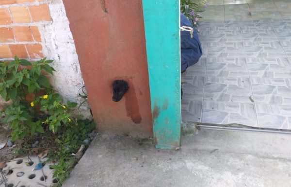 Bombeiros de Itapoa resgatam cao de tubulacao em residencia no Samambaial 3