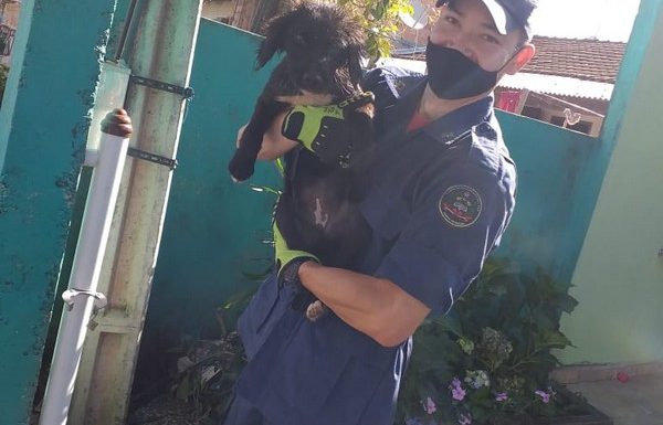 Bombeiros de Itapoa resgatam cao de tubulacao em residencia no Samambaial 4