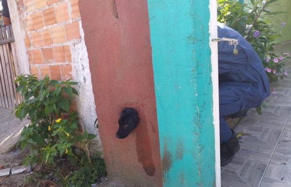 Bombeiros de Itapoa resgatam cao de tubulacao em residencia no Samambaial 5