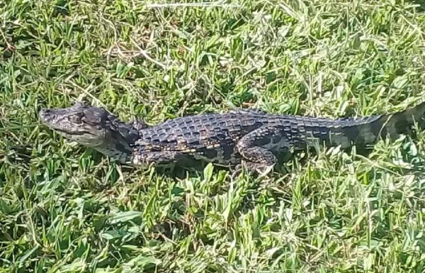 Bombeiros resgatam jacare em praca no Centro de Garuva_01