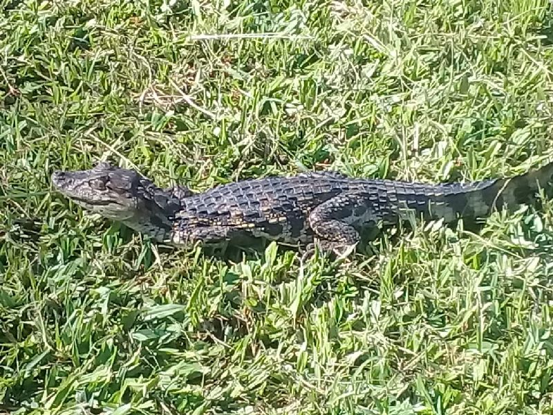 Bombeiros resgatam jacare em praca no Centro de Garuva_01