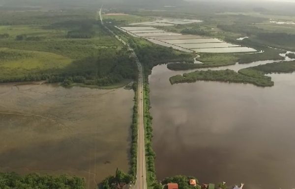 Canal do Linguado - Grupo Pro-Babitonga - Reproducao