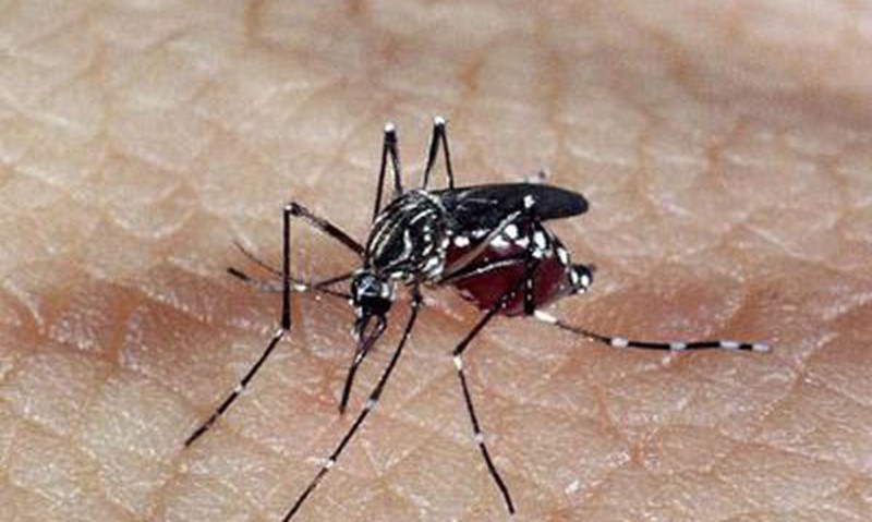 Atencao ainda que os tempos sejam de Covid-19 preciso tambem prevenir a dengue (Tribuna de Itapoa)