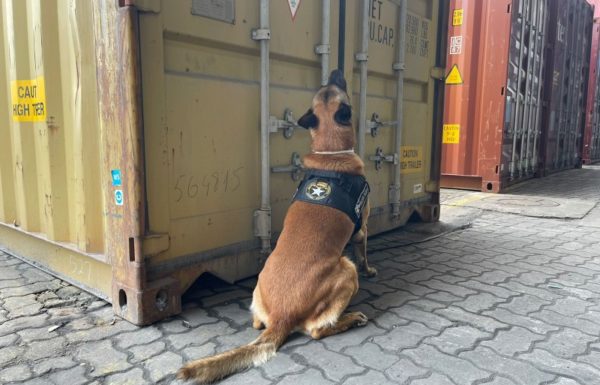 Cão de faro Enzo indica container contaminado (Tribuna de Itapoa)
