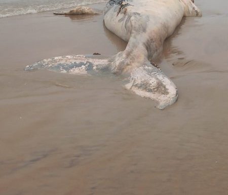 Baleia Jubarte encontrada morta na Barra do Sai 1 (Tribuna de Itapoa)