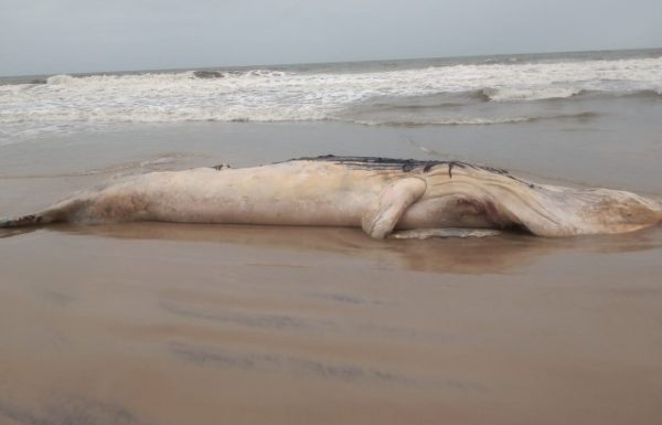 Baleia Jubarte encontrada morta na Barra do Sai 2 (Tribuna de Itapoa)