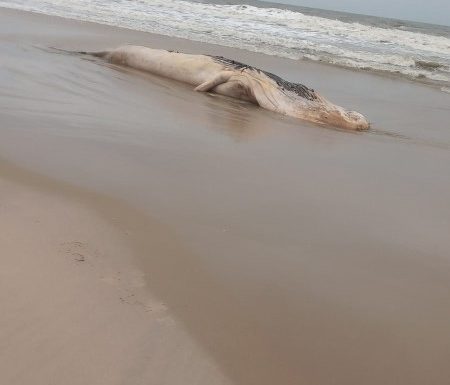 Baleia Jubarte encontrada morta na Barra do Sai 3 (Tribuna de Itapoa)
