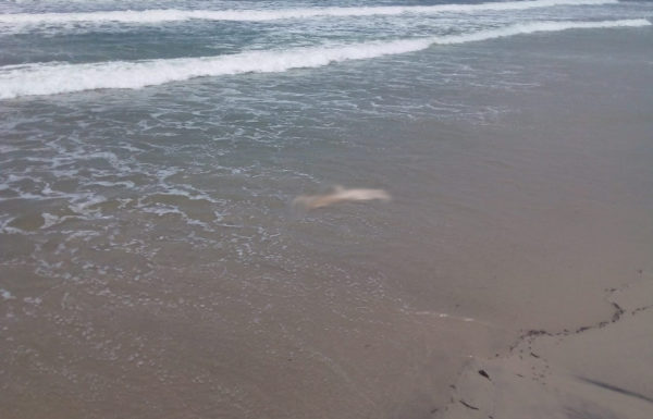 Corpo em avancado estado de decomposicao encontrado no Cambiju (Tribuna de Itapoa)