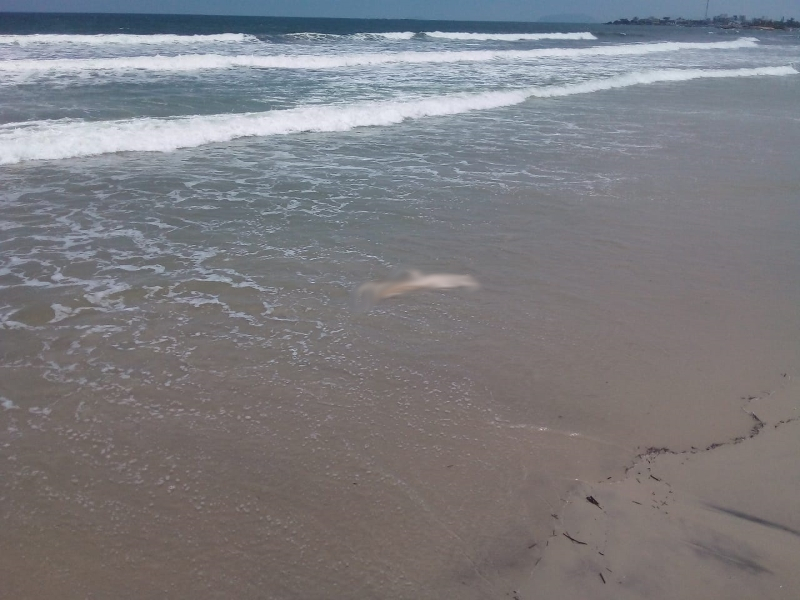 Corpo em avancado estado de decomposicao encontrado no Cambiju (Tribuna de Itapoa)