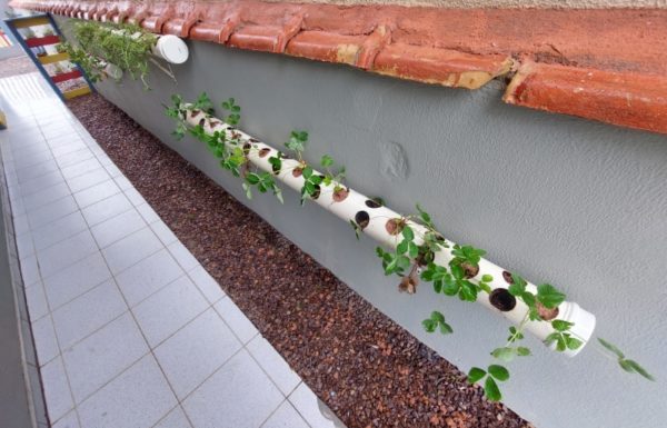 AMA Itapoa inaugura seu novo espaco Jardim Sensorial e Horta Educativa 15 (Tribuna de Itapoa)