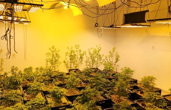 Homem que plantava e cultivava maconha preso pela Policia Civil de Itapoa 1 (Tribuna de Itapoa)