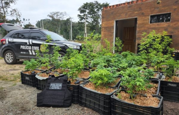 Homem que plantava e cultivava maconha preso pela Policia Civil de Itapoa 2 (Tribuna de Itapoa)