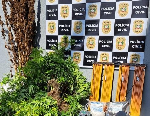 Homem que plantava e cultivava maconha preso pela Policia Civil de Itapoa 3 (Tribuna de Itapoa)
