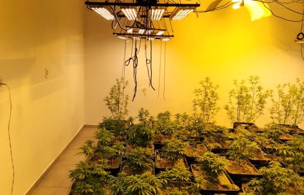 Homem que plantava e cultivava maconha preso pela Policia Civil de Itapoa 4 (Tribuna de Itapoa)