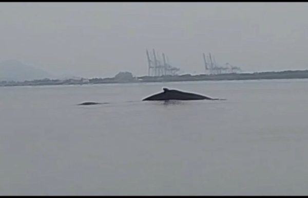 Baleias Jubarte são avistadas proximas ao Porto Itapoa (Tribuna de Itapoa)