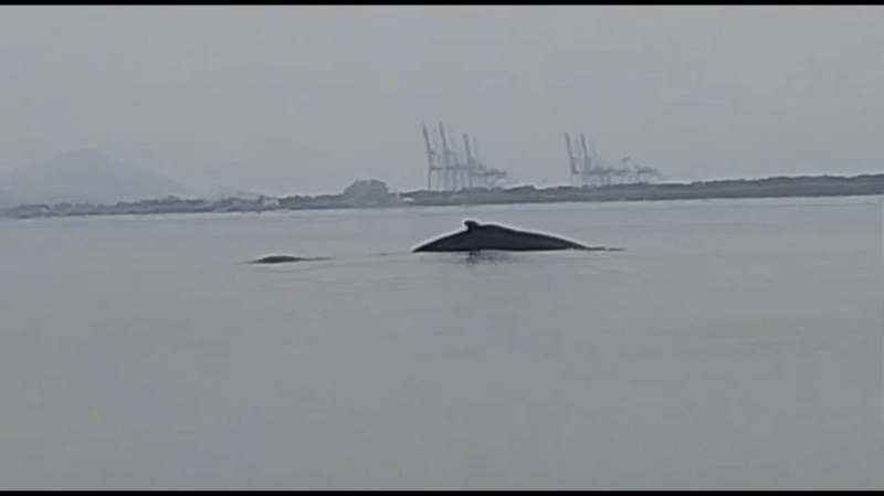Baleias Jubarte são avistadas proximas ao Porto Itapoa (Tribuna de Itapoa)