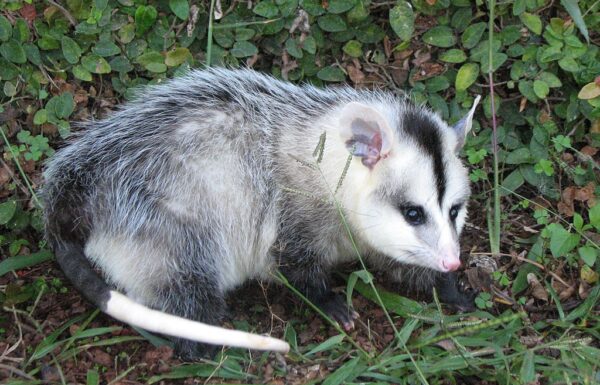 Homem condenado por maltratar gamba que estava escondido no forro de sua residencia