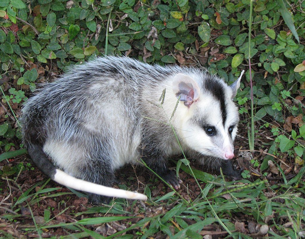 Homem condenado por maltratar gamba que estava escondido no forro de sua residencia