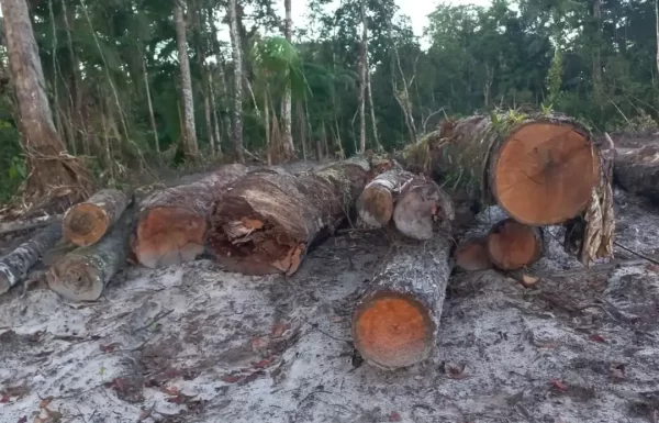 Operacao contra caca ilegal resulta em prisoes e apreensao de arsenal em Itapoa 2