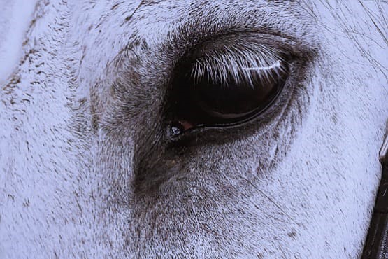 Homem que levou cavalo amarrado ao pescoco com carro condenado em Itapoa