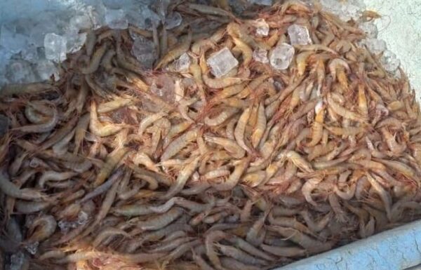 Policia Ambiental apreende camarao, redes de pesca ilegal, e resgata tartarugas em Itapoa 07