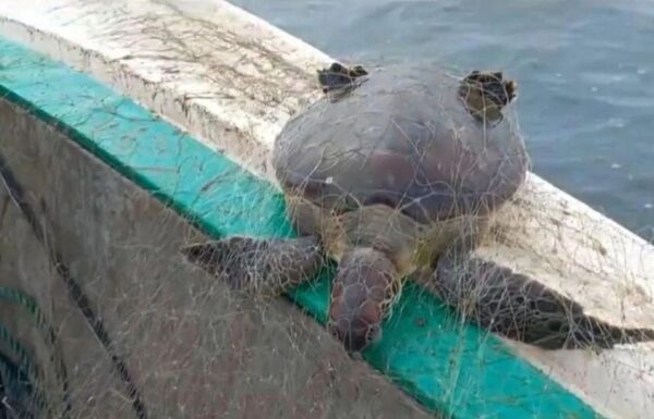 Policia Ambiental apreende camarao, redes de pesca ilegal, e resgata tartarugas em Itapoa 08