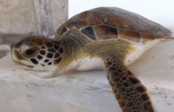 Policia Ambiental apreende camarao, redes de pesca ilegal, e resgata tartarugas em Itapoa 10