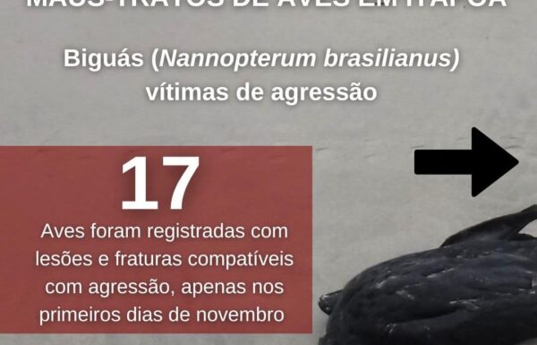 Projeto de Monitoramento de Praias alerta Itapoa contra maus tratos a aves 01