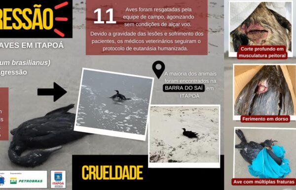 Projeto de Monitoramento de Praias alerta Itapoa contra maus tratos a aves 02