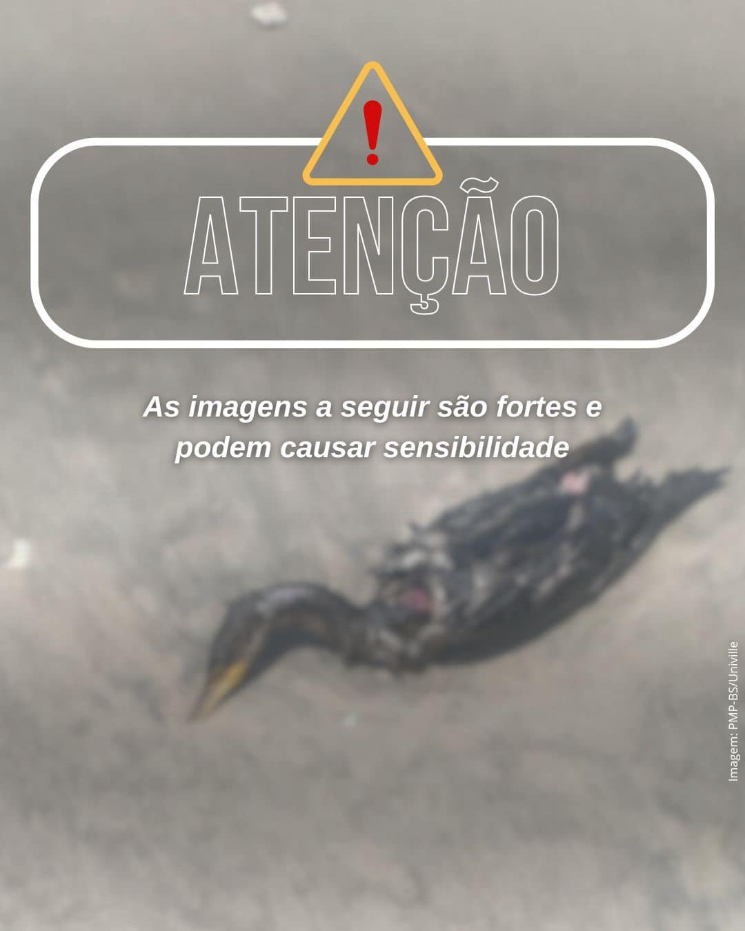 Projeto de Monitoramento de Praias alerta Itapoa contra maus tratos a aves 03