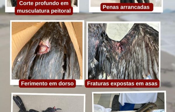 Projeto de Monitoramento de Praias alerta Itapoa contra maus tratos a aves 04