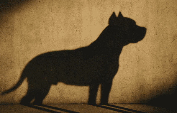 Menina atacada por pitbull solto em via publica no Centro de Garuva - Capa Tribuna de Itapoa