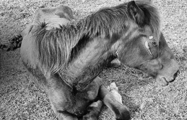 Mais de 160 animais sao resgatados de propriedade rural em Joinville apos denuncia 2