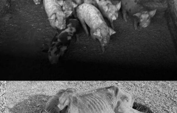 Mais de 160 animais sao resgatados de propriedade rural em Joinville apos denuncia 3