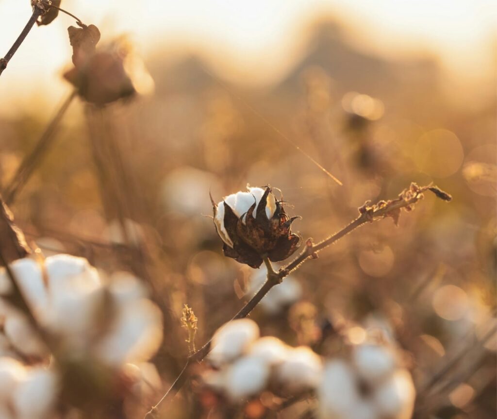 Porto Itapoa recebe certificacao por boas praticas no armazenamento e logistica do algodao 1