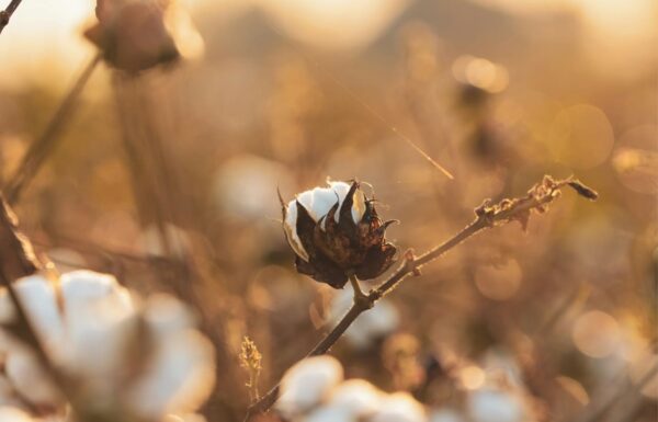 Porto Itapoa recebe certificacao por boas praticas no armazenamento e logistica do algodao 1